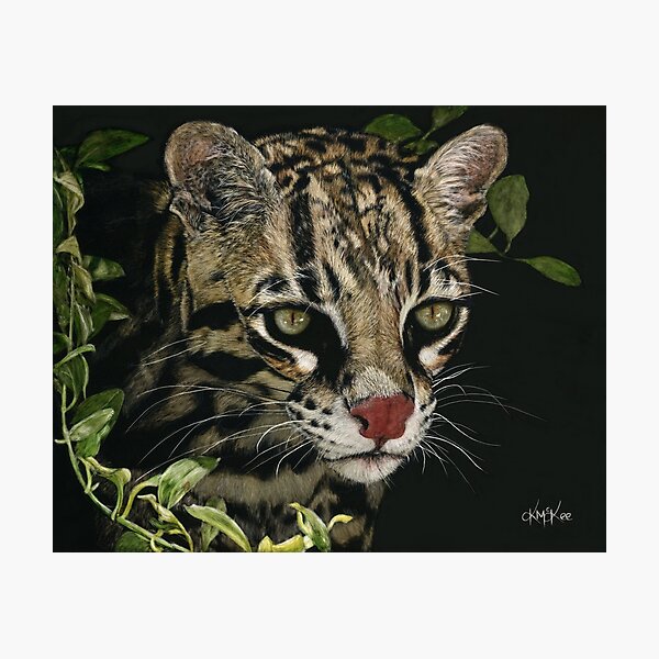 A Hunter's Focus Photographic Print