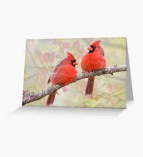 Crimson Powder Puffs Greeting Card