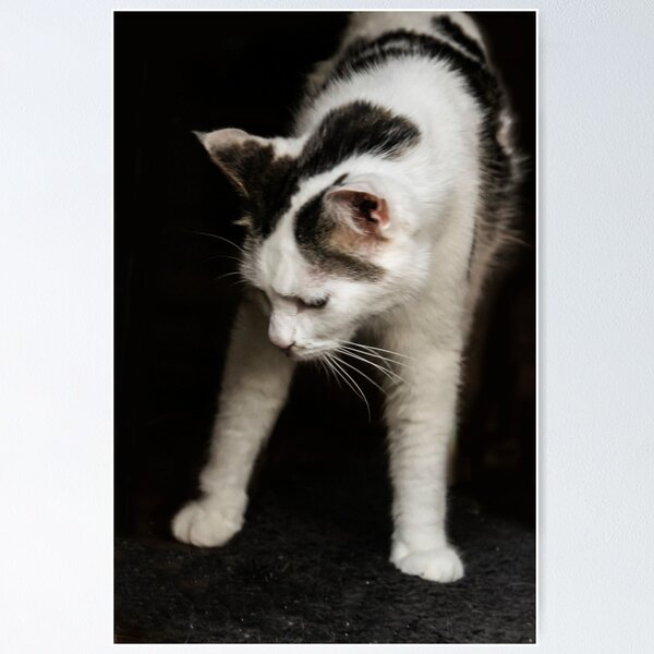 Item preview, New Yoga Pose: Downward Cat! designed and sold by heatherfriedman.