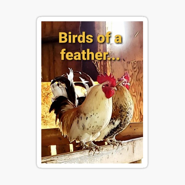 Banty Rooster Gifts & Merchandise for Sale | Redbubble