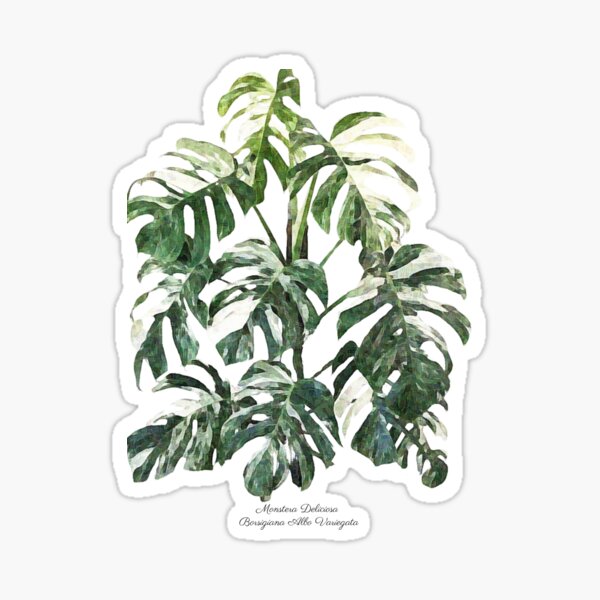 Vista previa del artículo con la obra «Monstera Deliciosa Borsigiana Albo Variegata», diseñado y vendido por Melanie Froud.