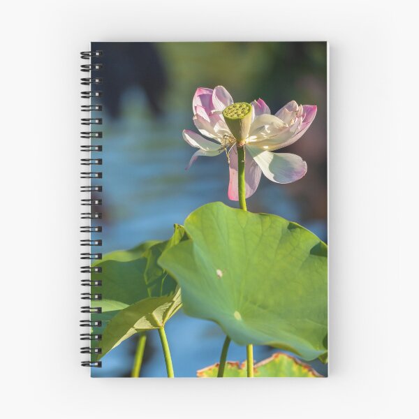 Item preview, Succeed  designed and sold by jvnimages.