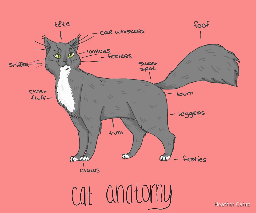 Cat anatomy. Части тела кошки. Строение кошки. Анатомия кошки. Строение тела кота.