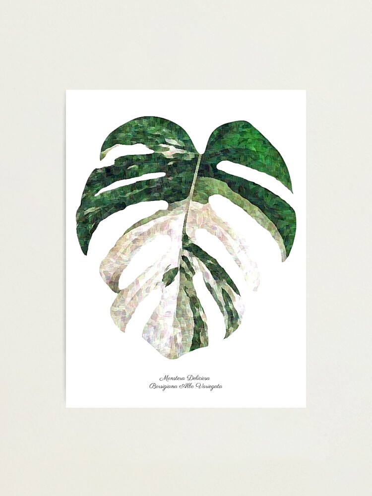 Monstera Deliciosa Borsigiana Albo Variegata Blatt Fotodruck Von Artthatspeaks Redbubble