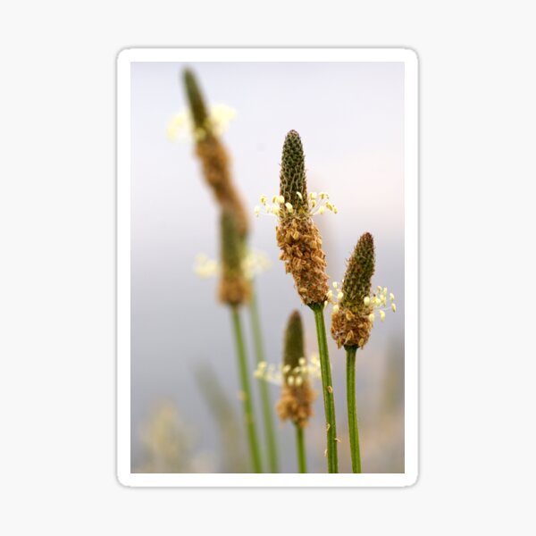 Item preview, Wild Flower by Avril Thomas - photography designed and sold by AvrilThomasart.