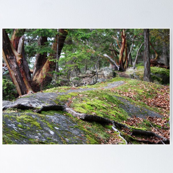 Item preview, Arbutus Trees on the Rocks designed and sold by Terrill Welch.