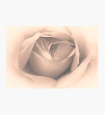 White Rose (duotone) Photographic Print