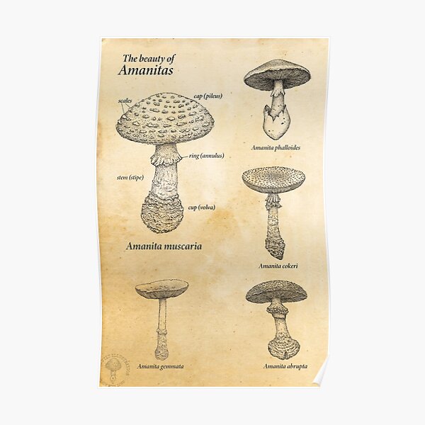 Beauty of amanitas Poster