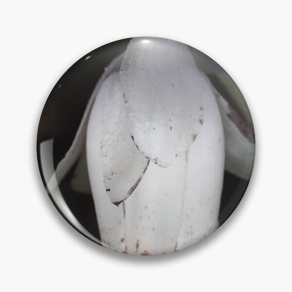 Item preview, Monotropa uniflora (Indian pipe plant) flower close-up designed and sold by SDym Photography.