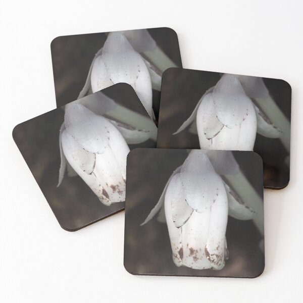 Item preview, Monotropa uniflora (Indian pipe plant) flower close-up designed and sold by SDym Photography.
