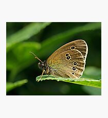 Ringlet butterfly Photographic Print