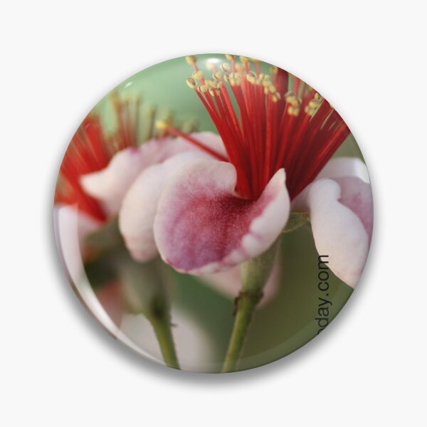 Item preview, Feijoa designed and sold by NakedSunday.