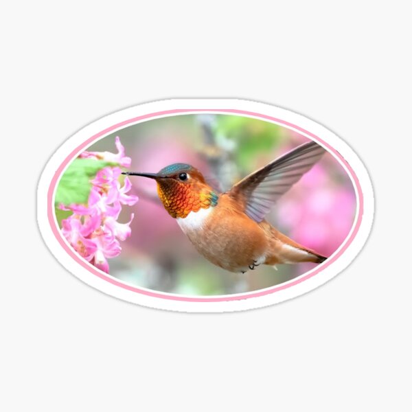 PINK HUMMINGBIRD Sticker