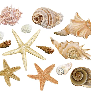 Artwork thumbnail, Sea Shells by Designs By Creation