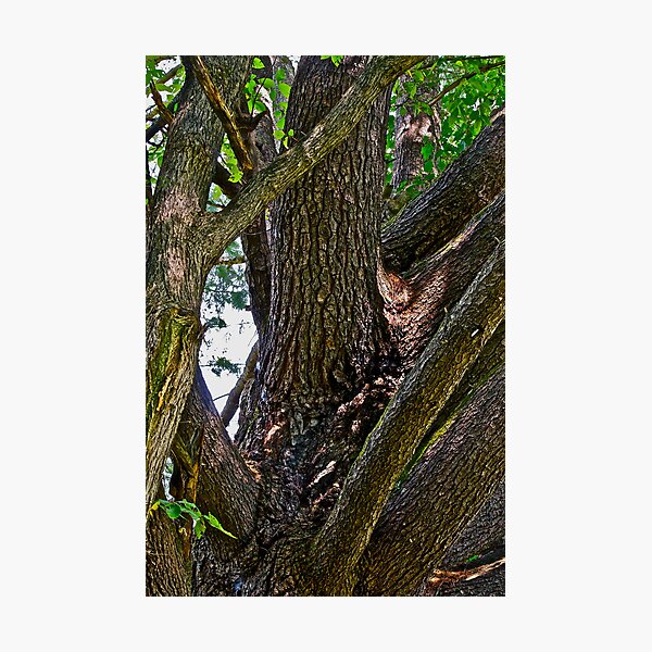 Item preview, Pine tree designed and sold by Carolyn Clark.