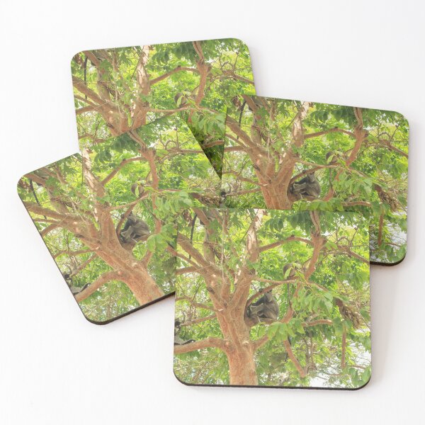 Item preview, Gray Langur monkeys in a tree designed and sold by Photopat.