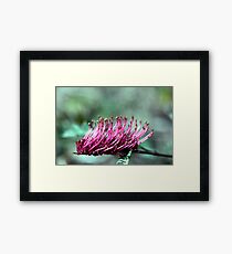 Brush Grevillea Framed Print