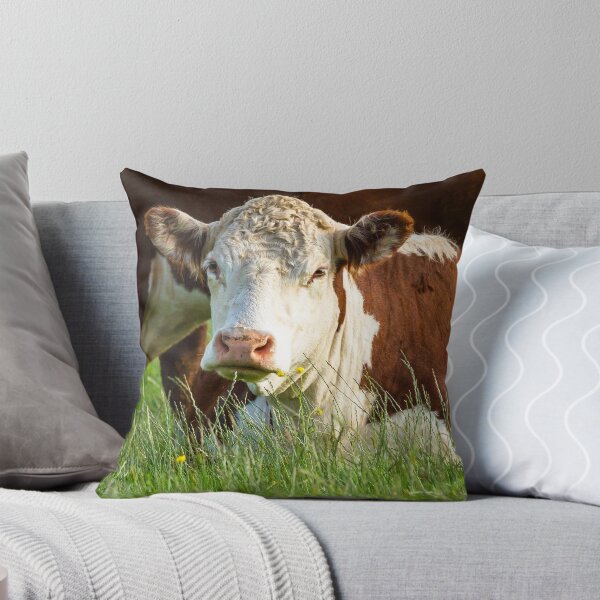Item preview, Young Hereford Cow designed and sold by JStanley19.