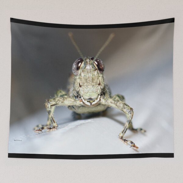 Item preview, Grasshopper Face designed and sold by mark-bugs-org.