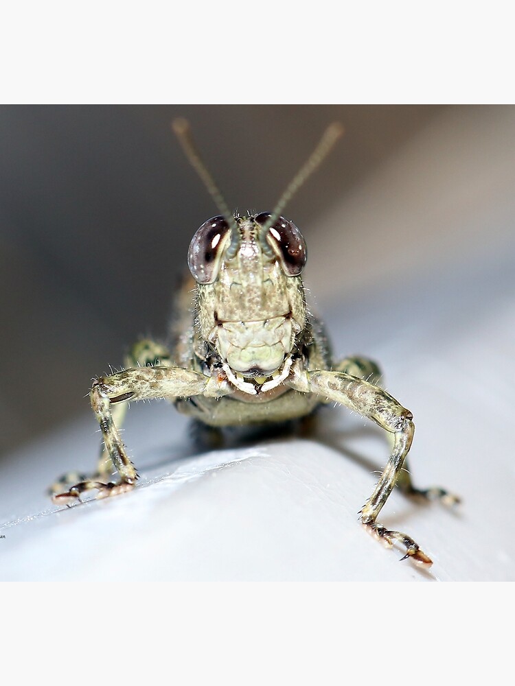 Grasshopper Face by mark-bugs-org