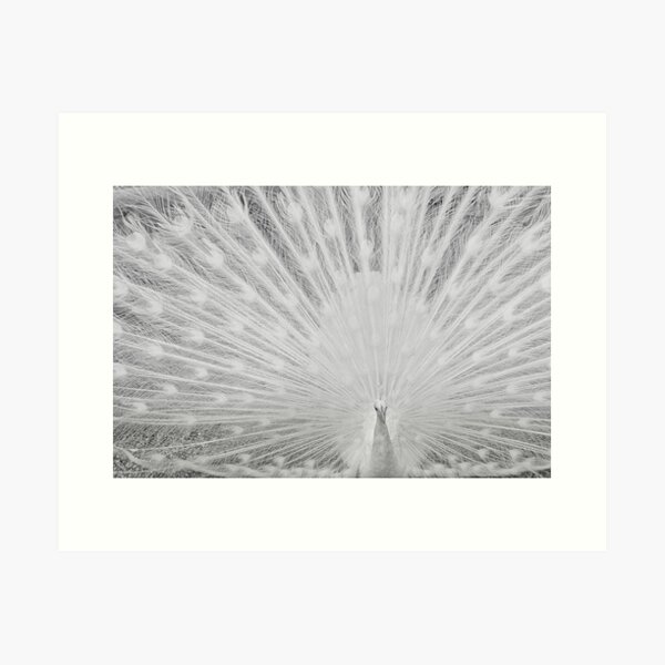 White Peacock Art Print
