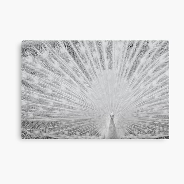 White Peacock Canvas Print