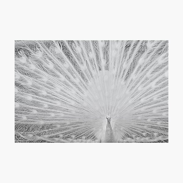 White Peacock Photographic Print