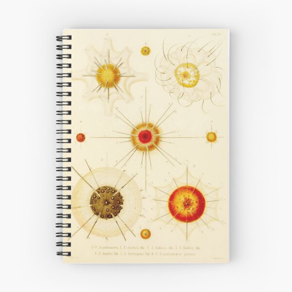 Item preview, HD Radiolaria (1862) by Ernst Haeckels  (3 of 5 designs) designed and sold by MINDTHECHERRY.