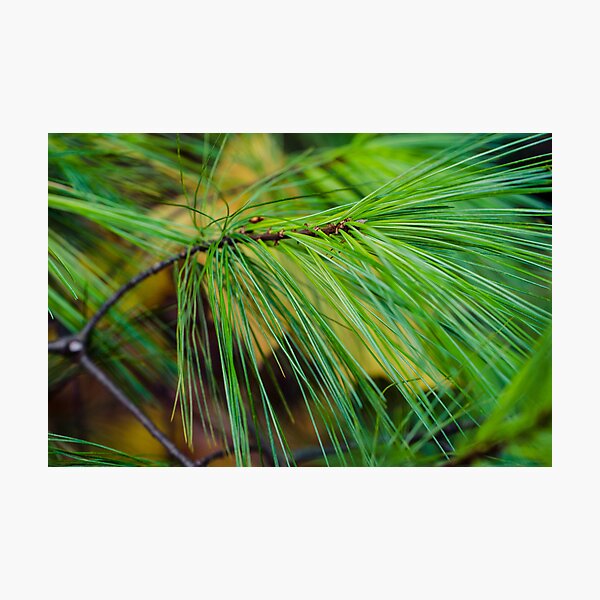 Item preview, Pine needles designed and sold by BFKArt.