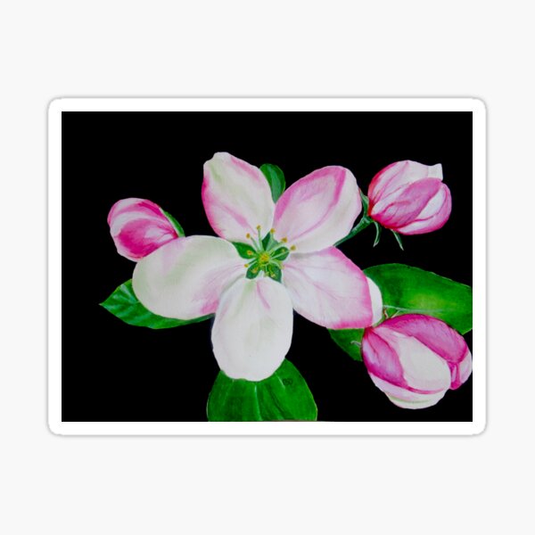 Item preview, Apple Blossom designed and sold by PaintedbyCarol.