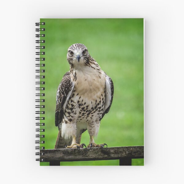 Item preview, Beautiful Red Tail Hawk On A Railing designed and sold by Shelly Gunderson.