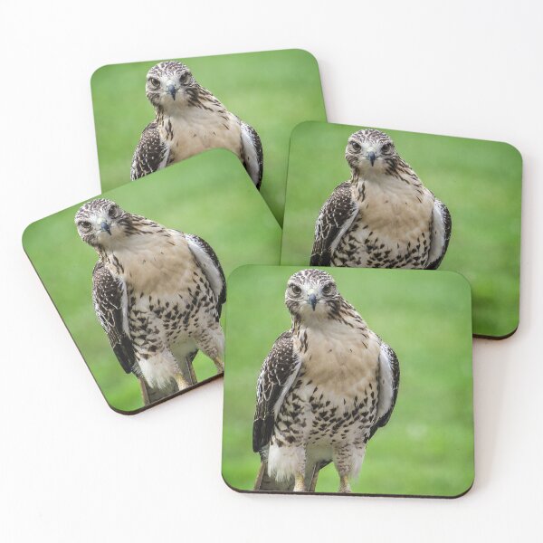 Item preview, Beautiful Red Tail Hawk On A Railing designed and sold by Shelly Gunderson.