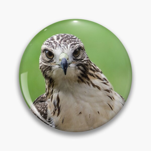Item preview, Beautiful Red Tail Hawk On A Railing designed and sold by Shelly Gunderson.