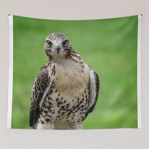 Item preview, Beautiful Red Tail Hawk On A Railing designed and sold by Shelly Gunderson.