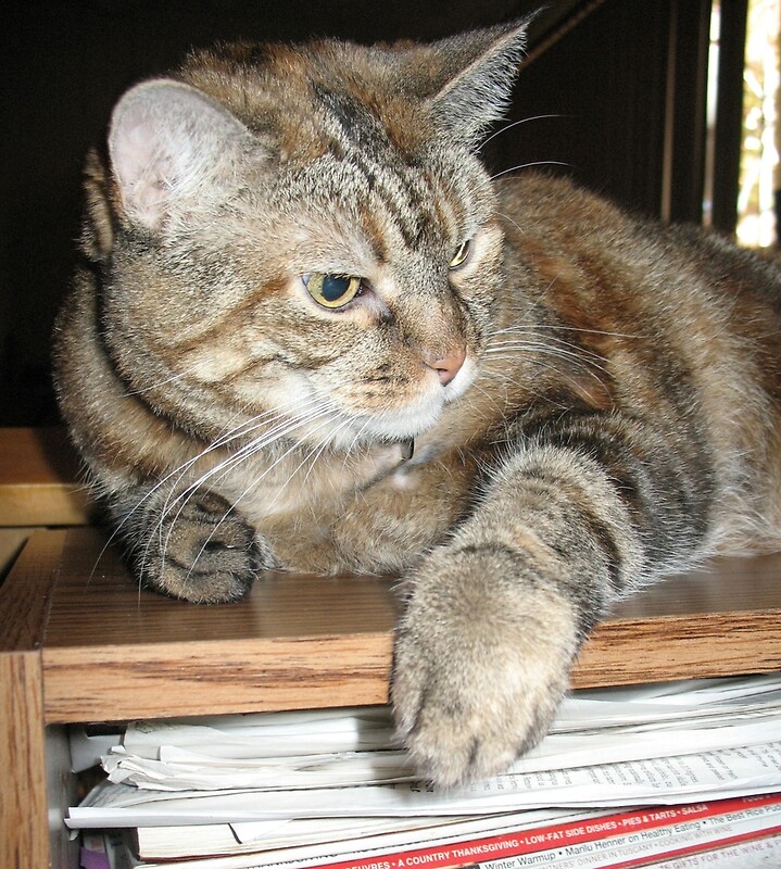 "Cat on a Bookshelf" Art Prints by donnagrayson Redbubble