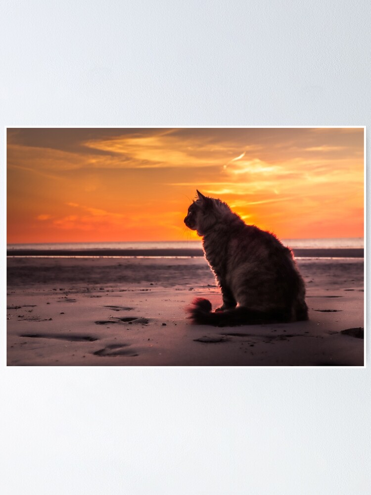 Poster Chat Au Coucher Du Soleil Par Nrartgraph Redbubble