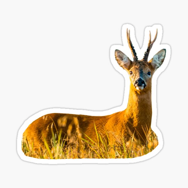 Item preview, Roe Buck in the golden morning light designed and sold by OwlOccasions.