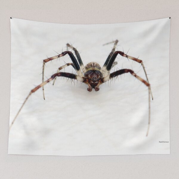 Item preview, Small spider - BIG BUG-FACE! designed and sold by mark-bugs-org.
