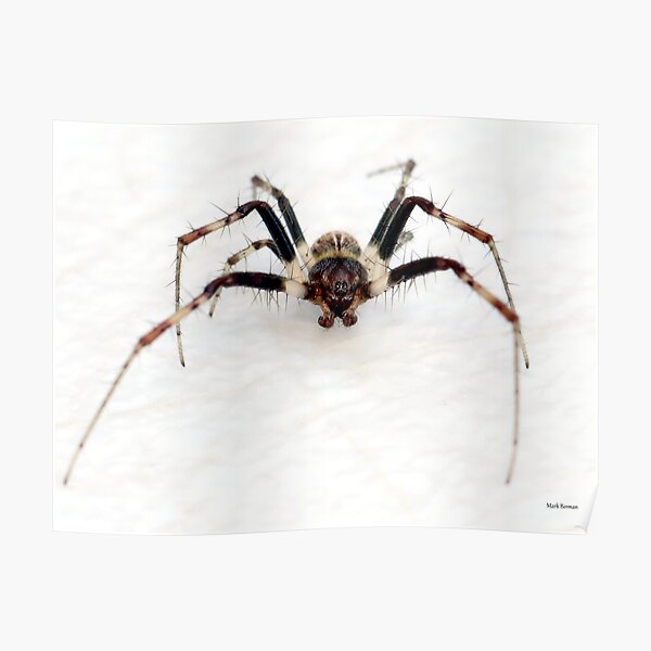 Small spider - BIG BUG-FACE! Poster