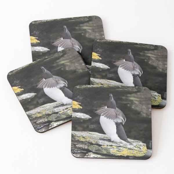 Item preview, A beautiful razorbill at Cantick Head Lighthouse on the beautiful Orkney island of Hoy in Scotland  designed and sold by Alan Mackinnon.
