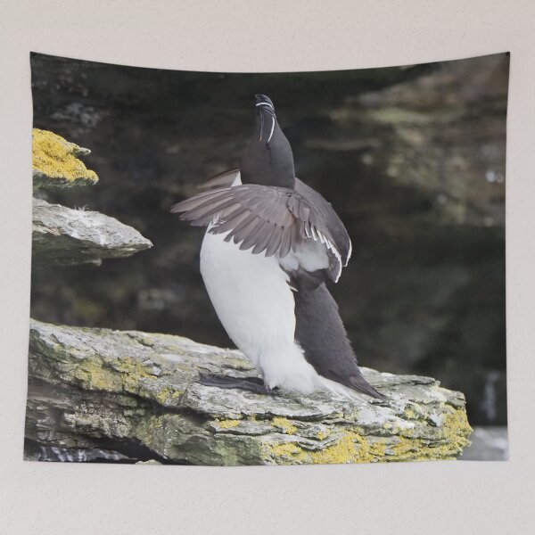 Item preview, A beautiful razorbill at Cantick Head Lighthouse on the beautiful Orkney island of Hoy in Scotland  designed and sold by Alan Mackinnon.