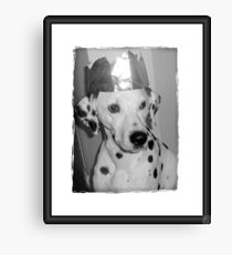 Dalmatian celebrating Canvas Print