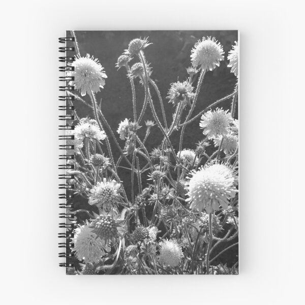 Item preview, Scabious in flower, York (monochrome) designed and sold by paulboizot.