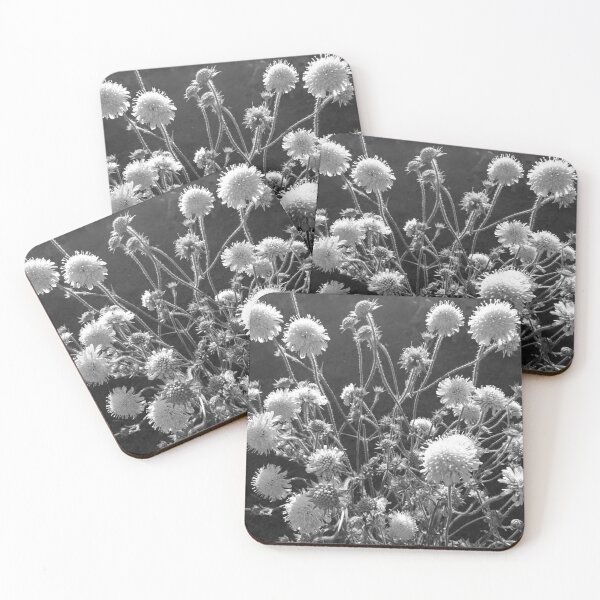 Item preview, Scabious in flower, York (monochrome) designed and sold by paulboizot.