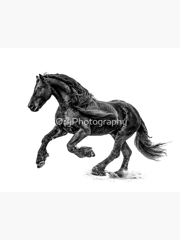 Impression photo for Sale avec l uvre Cheval frison noir et