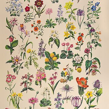 Artwork thumbnail, Vintage Botanical Floral Artwork Inspired by the Victorian Botanists and Illustrators by SarahGoughArt
