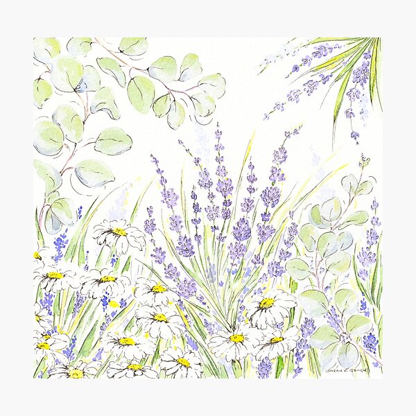Eucalyptus, Lavender & Daisies Watercolour Painting Sketch, Meaning Protection, Love and Devotion, and Fun! Photographic Print