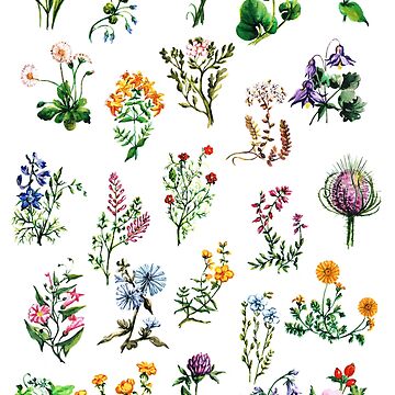 Artwork thumbnail, Wildflowers of Britain and Europe Watercolour Painting Watercolor by SarahGoughArt