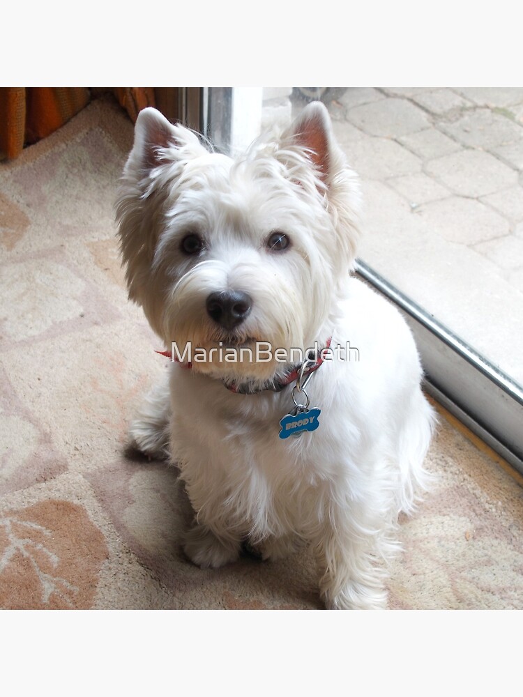 Is there a Westie translator in the house? by MarianBendeth