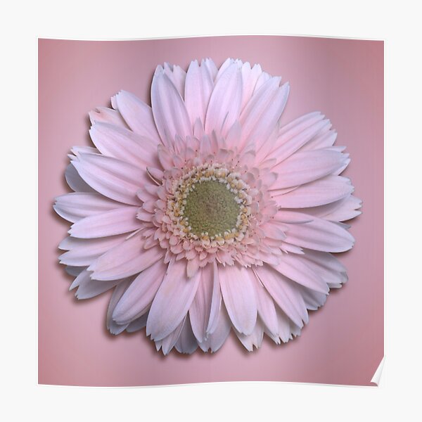 Gerbera Daisy Poster